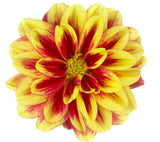 5" pot - Dahlia