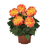 6" pot - Dahlia