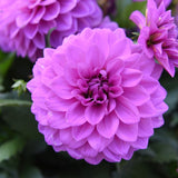 6" pot - Dahlia