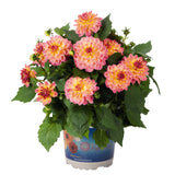 6" pot - Dahlia