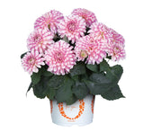 6" pot - Dahlia
