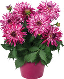 12" Patio Pot - Dahlia
