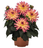 12" Patio Pot - Dahlia
