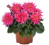 12" Patio Pot - Dahlia