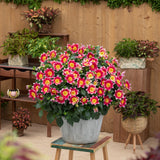 6" pot - Dahlia