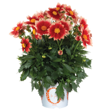 6" pot - Dahlia