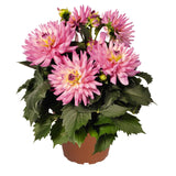 6" pot - Dahlia
