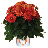 5" pot - Dahlia