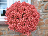 5" pot - Diascia Little Dragon