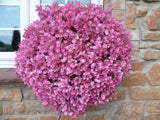 5" pot - Diascia Little Dragon