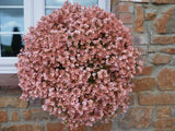 5" pot - Diascia Little Dragon