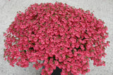 5" pot - Diascia Little Dragon