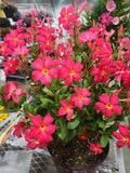 5" pot - Dipladenia