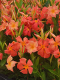 5" pot - Dipladenia
