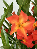 8" pot - Dipladenia