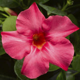 5" pot - Dipladenia