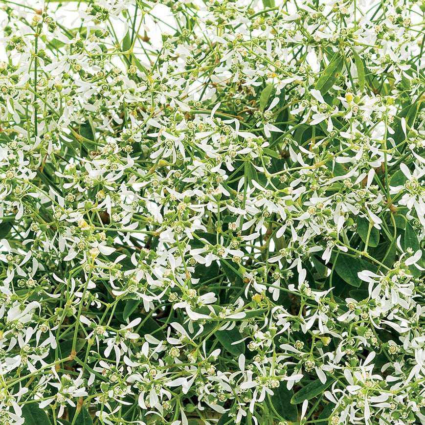 5" pot - Euphorbia Starblast