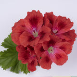 6" pot - Geranium, Regal