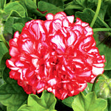 12" Hanging Basket - Geranium Ivy