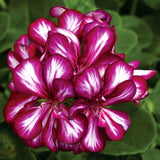 12" Hanging Basket - Geranium Ivy