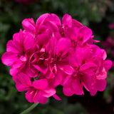 12" Hanging Basket - Geranium Ivy
