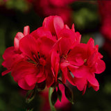 12" Hanging Basket - Geranium Ivy