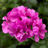 12" Hanging Basket - Geranium Ivy