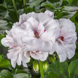 12" Hanging Basket - Geranium Ivy