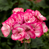 12" Patio Pot - Geranium