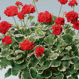 12" Patio Pot - Geranium