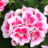 5" pot - Geranium