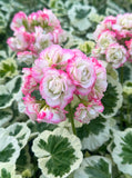5" pot - Geranium, Brocade