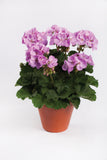 5" pot - Geranium
