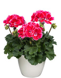 12" Patio Pot - Geranium