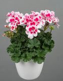 5" pot - Geranium