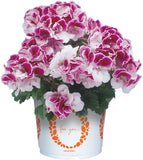 6" pot - Geranium, Regal