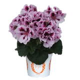 6" pot - Geranium, Regal
