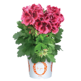 6" pot - Geranium, Regal