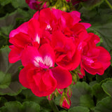 5" pot - Geranium
