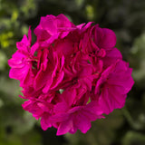 5" pot - Geranium