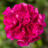 5" pot - Geranium