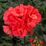 12" Patio Pot - Geranium