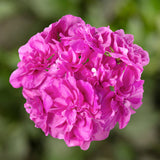 5" pot - Geranium, Ivy