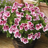 6" pot - Geranium, Regal