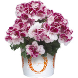 12" Patio Pot - Geranium, Regal