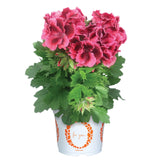 12" Patio Pot - Geranium, Regal