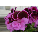 12" Patio Pot - Geranium, Regal