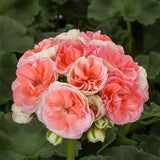 5" pot - Geranium