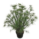 4.5" pot - Grass, Ornamental