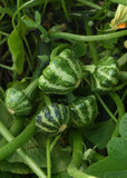 4" pot - Vegetables